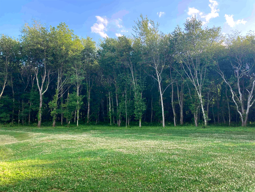 The Forest for the Trees